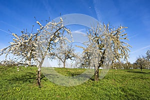 Cherry blossom in the Rheingau Germany