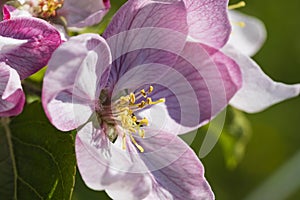 Cherry blossom in the Rheingau Germany