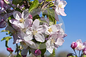 Cherry blossom in the Rheingau Germany