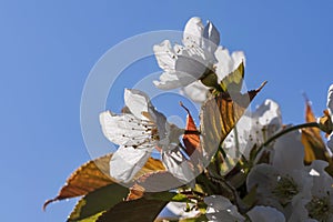 Cherry blossom in the Rheingau Germany