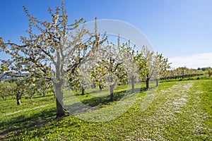 Cherry blossom in the Rheingau Germany