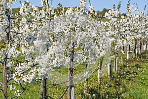Cherry blossom in the Rheingau Germany