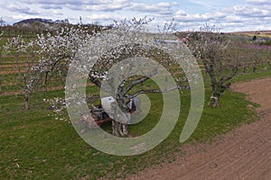 Cherry blossom in Rheingau Germany