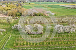 Cherry blossom in Rheingau Germany