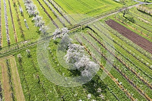 Cherry blossom in Rheingau Germany