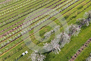 Cherry blossom in Rheingau Germany