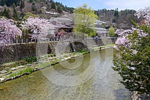 Cherry blossom in the river in Takayama, Japan
