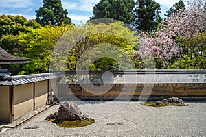 Cherry blossom at the rock garden, aka zen garden or karesansui, of Ryoanji Temple