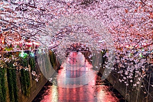 Cherry blossom rows along the Meguro river in Tokyo, Japan.
