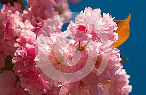 Cherry blossom. Sacura cherry-tree. Background with flowers on a spring day. Blooming sakura blossoms flowers close up