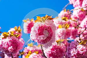 Cherry blossom. Sacura cherry-tree. Blooming sakura blossoms flowers close up with blue sky on nature background