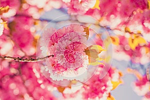 Cherry blossom. Sacura cherry-tree. Branch delicate spring flowers. Springtime. Spring flowers with blue background and