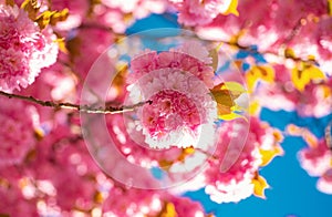 Cherry blossom. Sacura cherry-tree. Branch delicate spring flowers. Springtime. Spring flowers with blue background and