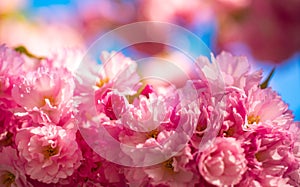 Cherry blossom. Sacura cherry-tree. Flowers in blooming with sunrise background. Spring Cherry blossoms, pink flowers.