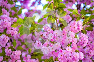 Cherry blossom. Sacura cherry-tree. Japanese cherry. Prunus serrulata. Blossom tree over nature background. Spring