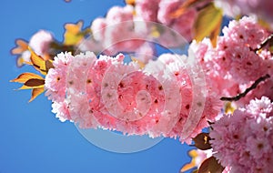 Cherry blossom. Sacura cherry-tree. Spring Background. Beautiful garden flowers. Cherry Blossom Festivals Tips. Sakura