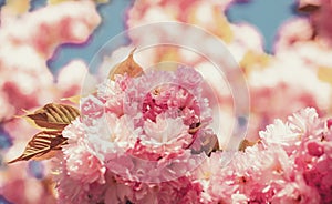 Cherry blossom. Sacura cherry-tree. Spring Cherry blossoms, pink flowers. Blooming sakura blossoms flowers close up with