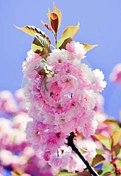 Cherry blossom. Sacura cherry-tree. Spring flowers background. Blossom tree over nature background. Spring flowers.