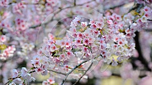 Cherry Blossom (Sakura)