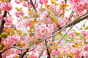 Cherry blossom, sakura,