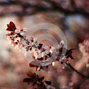 Cherry Blossom/ Sakura photo