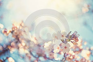 cherry blossom or sakura against sun light