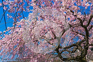 Cherry blossom Sakura around philosopher path in spring, kyoto, Japan