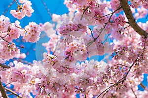 Cherry blossom Sakura around philosopher path in spring, kyoto, Japan