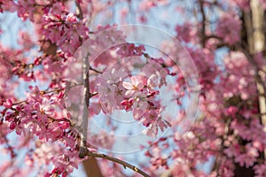 Cherry blossom Sakura around philosopher path in spring, kyoto, Japan