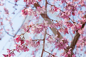 Cherry blossom or Sakura around philosopher`s path in spring, kyoto, Japan