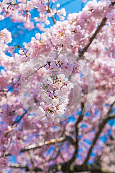 Cherry blossom Sakura around philosopher`s walk  in spring, kyoto, Japan