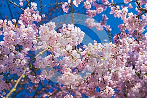 Cherry blossom Sakura around philosopher`s walk  in spring, kyoto, Japan