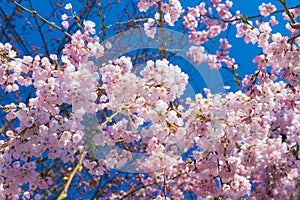Cherry blossom Sakura around philosopher walk in spring, kyoto, Japan