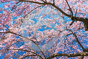 Cherry blossom Sakura around philosopher walk  in spring, kyoto, Japan