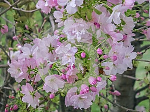 Cherry Blossom, Sakura. Beautiful cherry blossom in spring. A tree befor my window