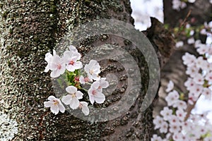 Cherry blossom or Sakura blooming