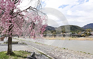 Cherry blossom or Sakura blooming