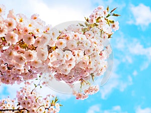 Cherry blossom sakura blooming in spring season of Japan