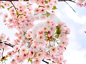 Cherry blossom sakura blooming in spring season of Japan