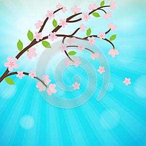 Cherry blossom, sakura branch with flowers.