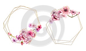 Cherry blossom, Sakura branch with pink flowers on gold frame and isolated on white background. Image of spring. 2 frames with