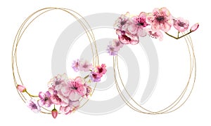 Cherry blossom, Sakura branch with pink flowers on gold frame and isolated on white background. Image of spring. 2 frames with