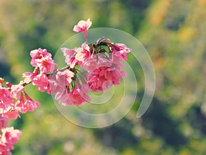 Cherry Blossom, Sakura cherry flower blossom in spring. Selective focus