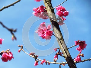 Cherry Blossom, Sakura cherry flower blossom in spring with soft focus and color filter