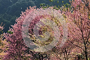 Cherry Blossom or Sakura flower garden at Doi Suthep Chiangmai, Thailand.