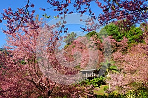 Cherry Blossom or Sakura flower garden at Doi Suthep Chiangmai, Thailand.