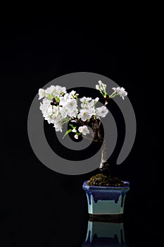 Cherry blossom , Sakura flower isolated in black background