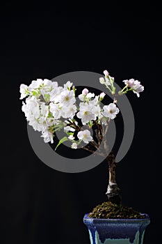Cherry blossom , Sakura flower isolated in black background