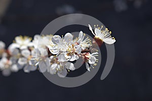 Cherry Blossom Sakura flower isolated in black background