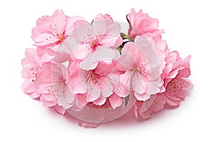 cherry blossom sakura flower isolated on white background close up, cherry blossom sakura isolated on white background with